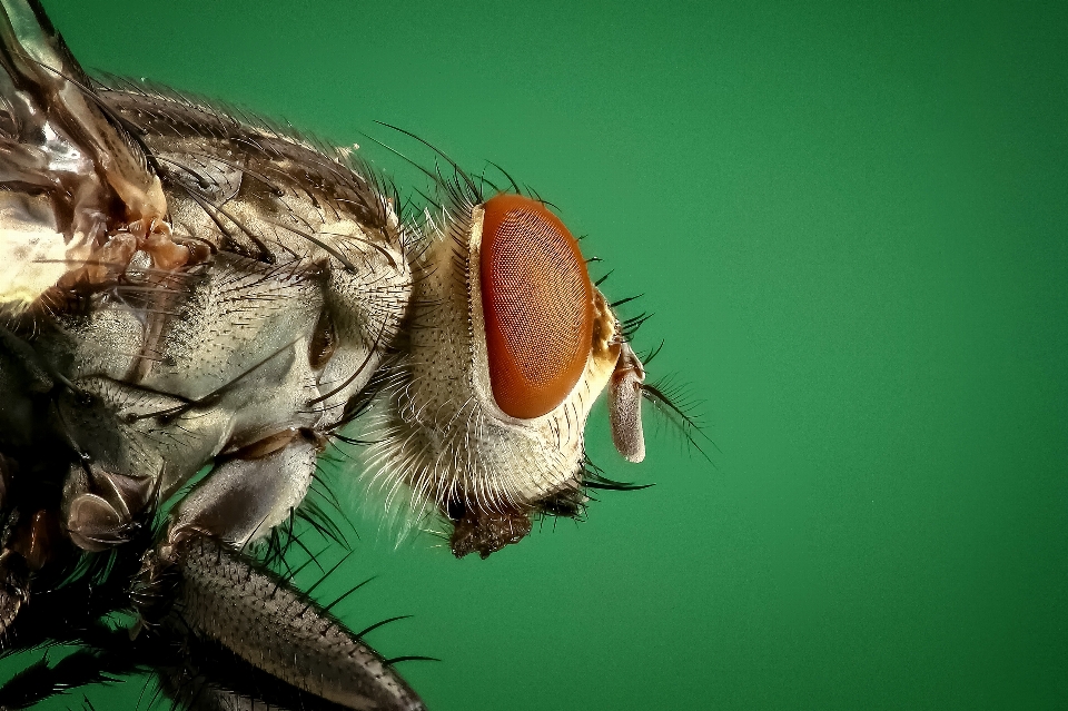 Photography flower fly green