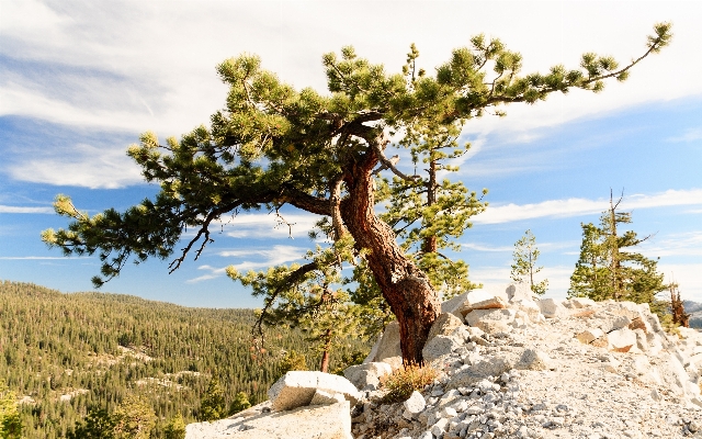 Landschaft baum rock wildnis
 Foto