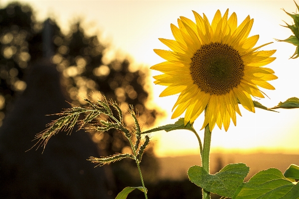 Nature outdoor light growth Photo