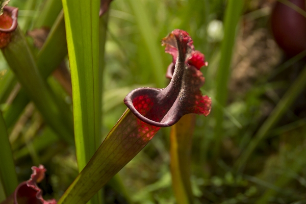 Foto Natureza grama plantar folha