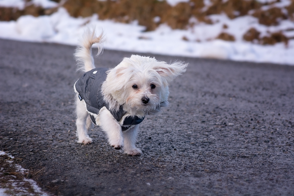 雪 白 甘い 子犬