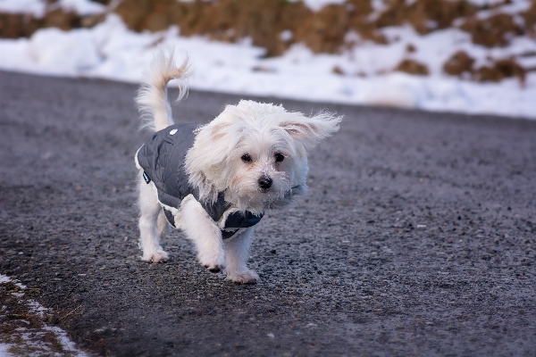 Snow white sweet puppy Photo