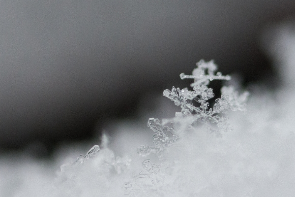 Foto Ramo nevicare freddo inverno