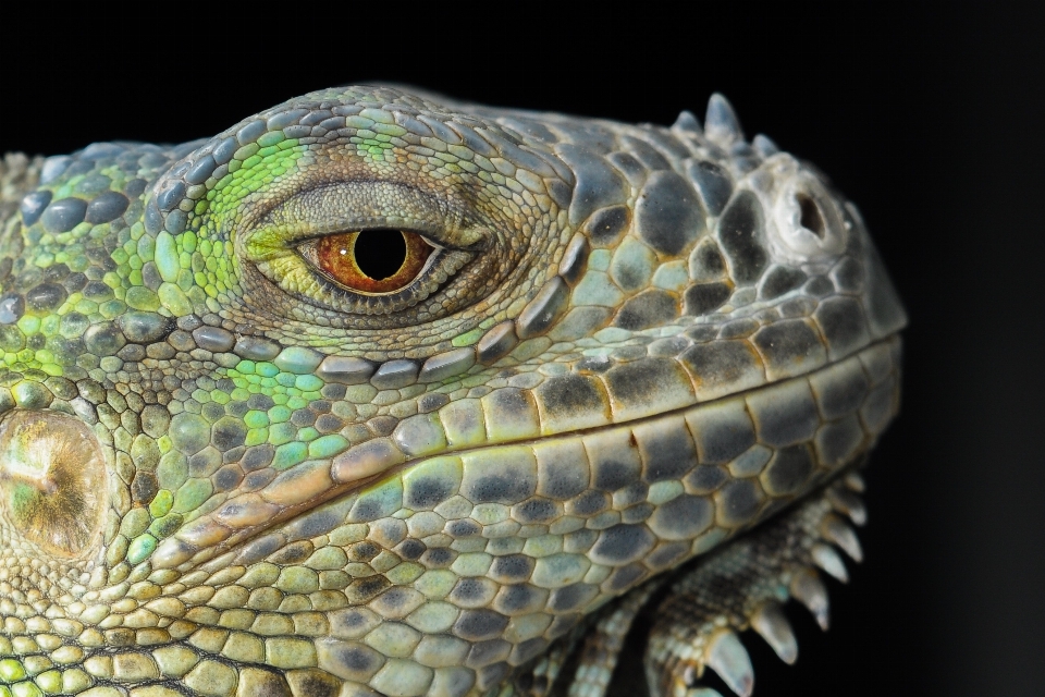 Margasatwa reptil iguana fauna