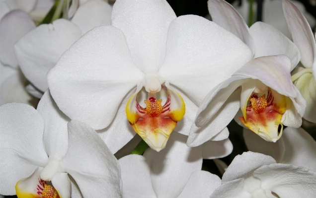 Nature blossom plant white Photo