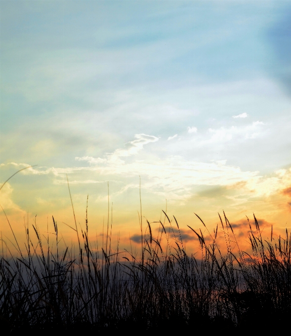 Nature grass horizon cloud