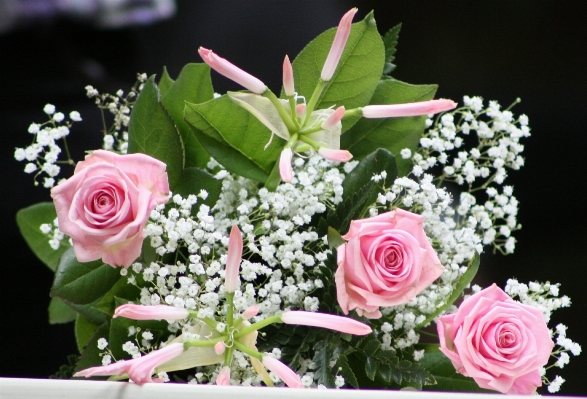 Blossom plant white flower Photo