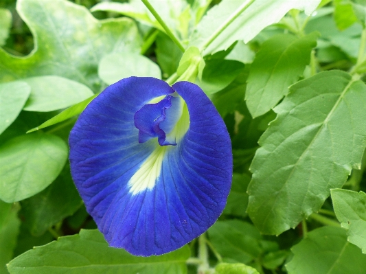 Nature blossom plant flower Photo