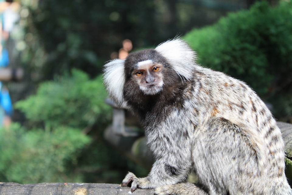 Nature animal france faune