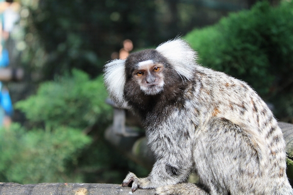 Nature animal france wildlife Photo