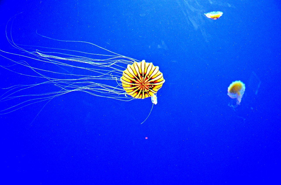 Underwater biology jellyfish invertebrate