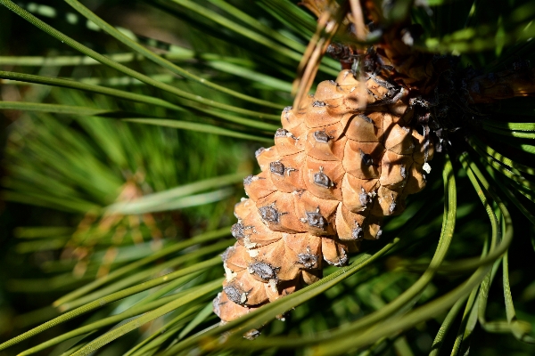 Tree forest branch plant Photo