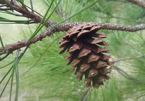 Tree nature forest branch Photo