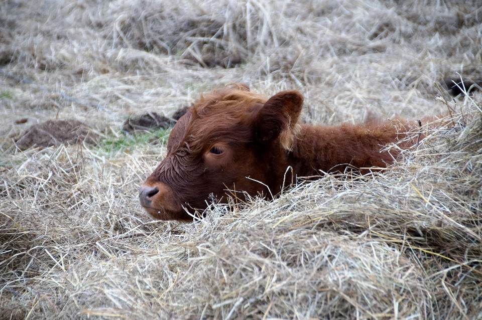 Grass animal wildlife cow