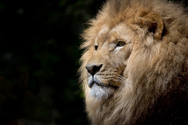 Foto Animal animais selvagens selvagem jardim zoológico