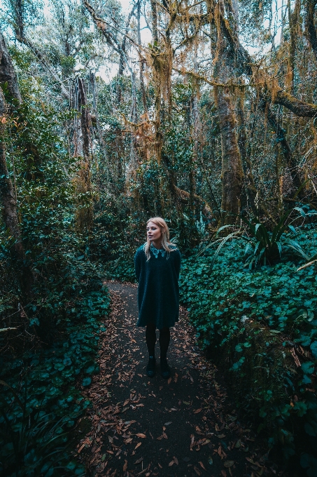 Albero natura foresta sentiero