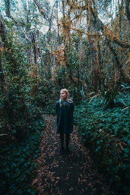 Tree nature forest path Photo