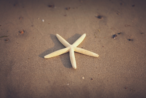 Hand beach sand fish Photo