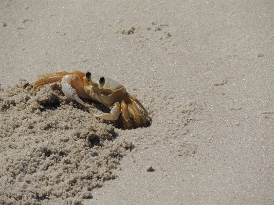 Beach nature sand animal Photo