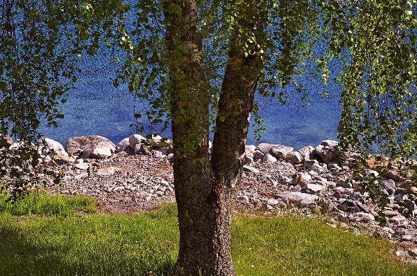 Landscape tree water nature Photo