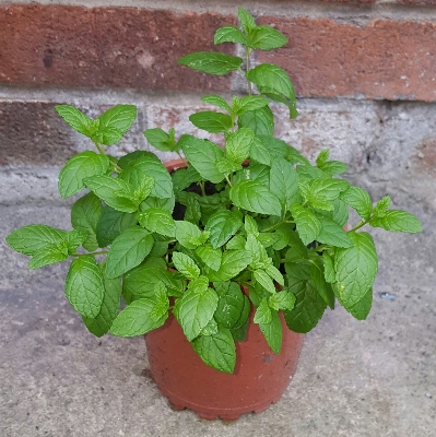 植物 叶子 花 食物 照片