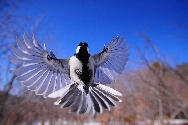 Bird wing sky animal Photo