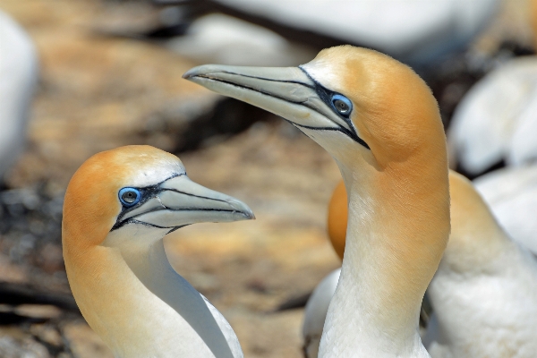 Natur vogel weiss seevogel
 Foto