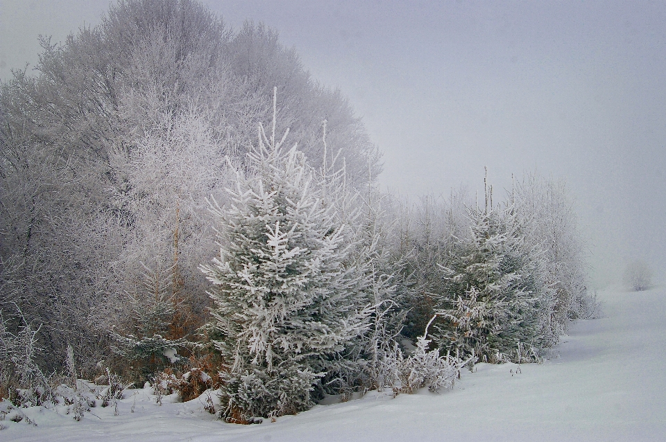 árbol naturaleza rama nieve