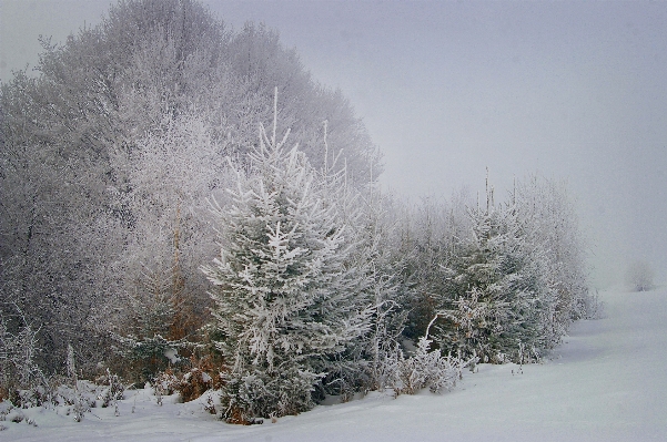 Photo Arbre nature bifurquer neige