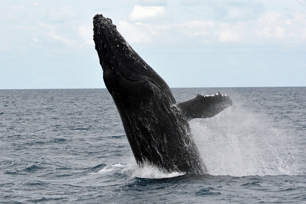 Sea play jump mammal Photo