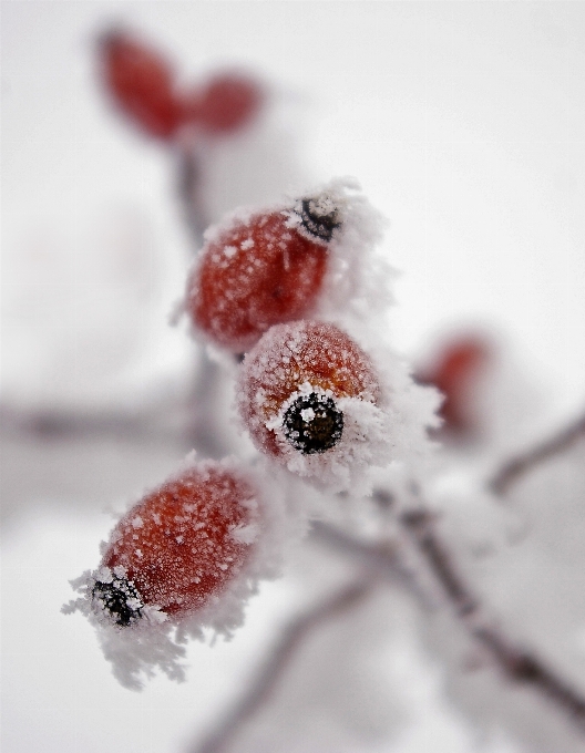 Rama nieve invierno planta