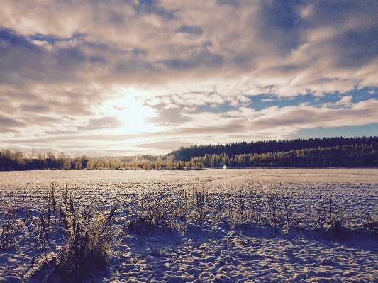 風景 海 木 自然 写真