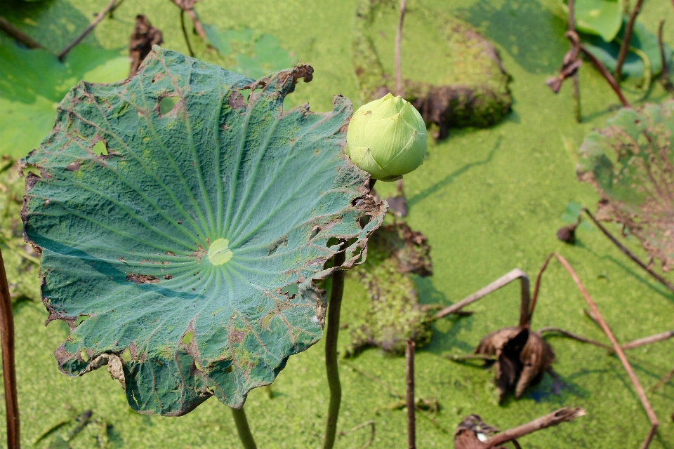 树 自然 植物 水果