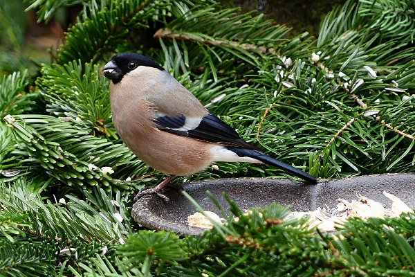 Tree branch winter bird Photo