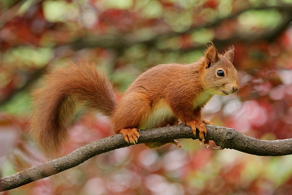 Tree nature branch animal Photo