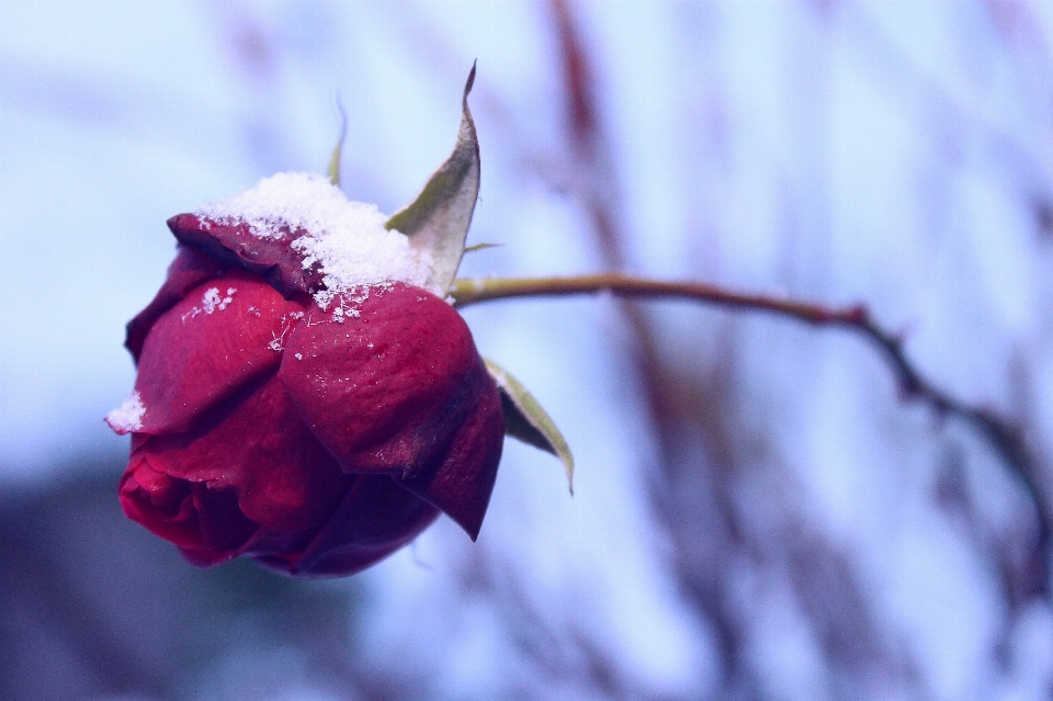 ブランチ 花 雪 寒い