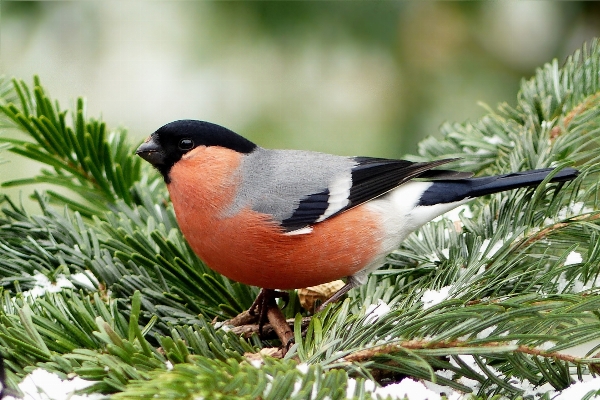 Tree branch winter bird Photo