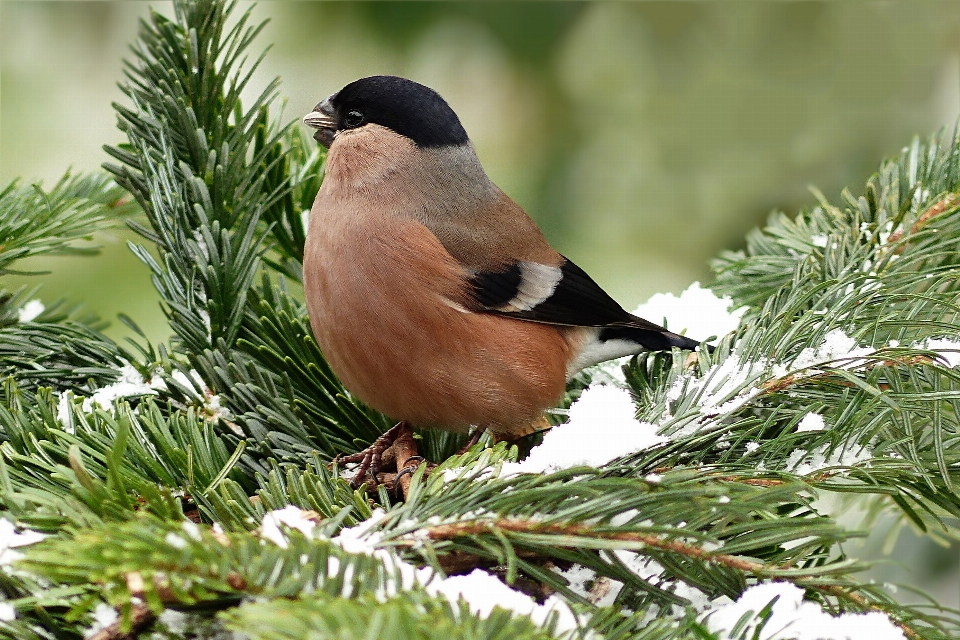 Arbre bifurquer hiver oiseau