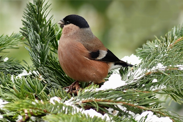 Tree branch winter bird Photo