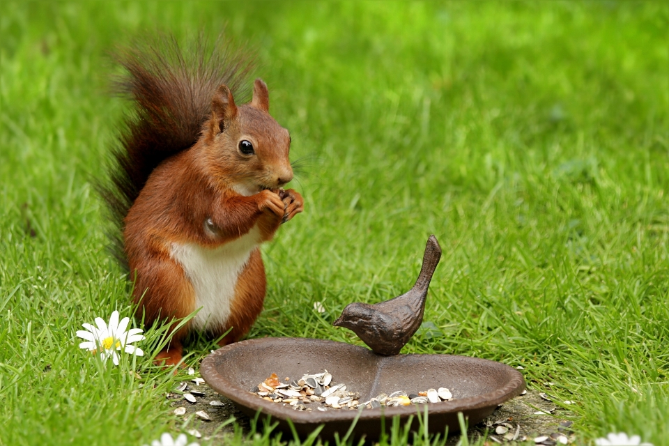 Herbe pelouse prairie
 animal