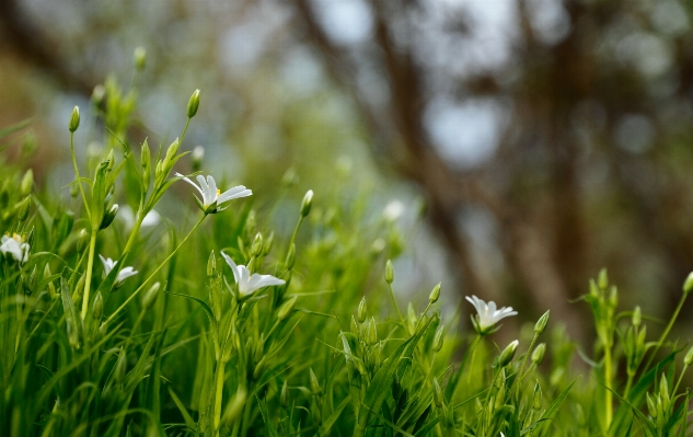 Tree nature forest grass Photo