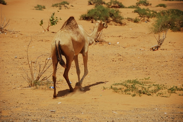 Landscape sand sun desert Photo