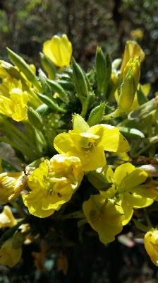 Foto Mekar tanaman bunga botani
