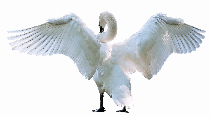 Foto Natura uccello ala bianco