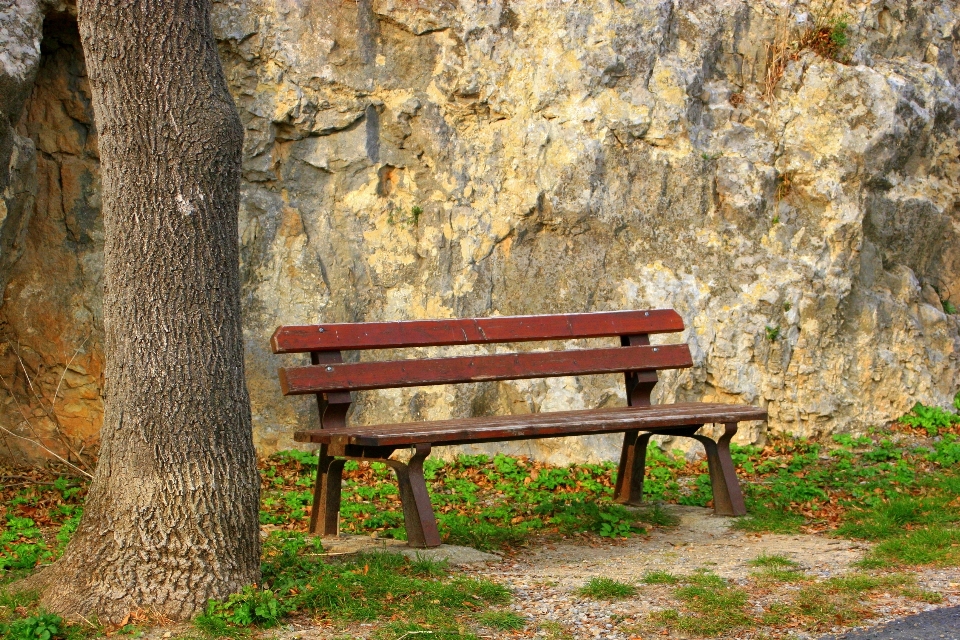 Baum draussen holz bank