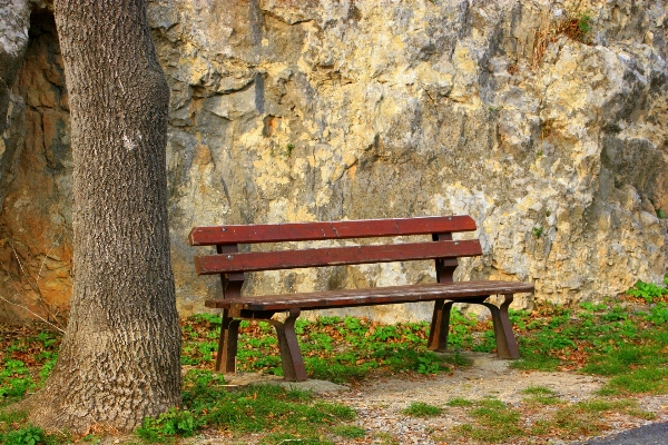 Tree outdoor wood bench Photo