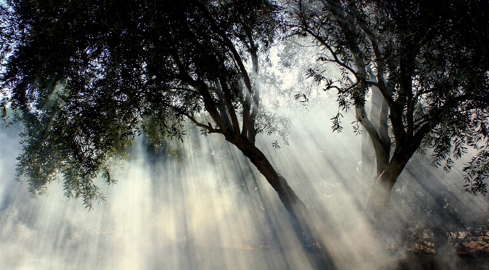 Landscape tree water nature