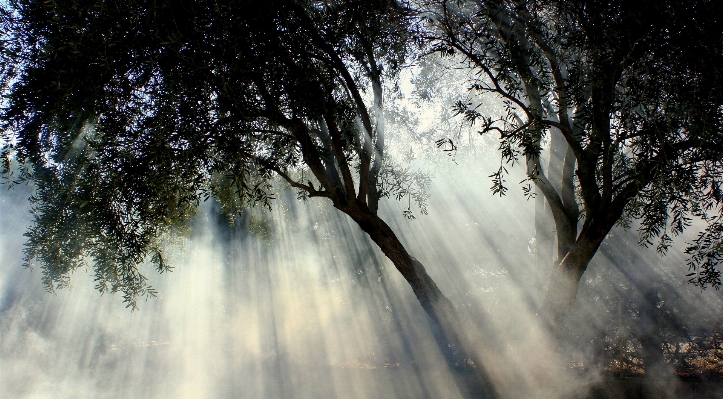 Landscape tree water nature Photo