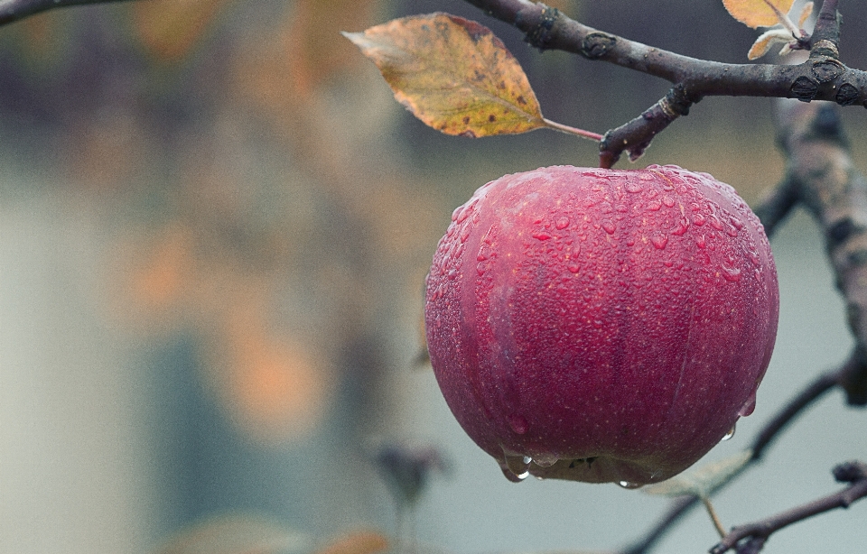 Apple 나무 자연 나뭇가지