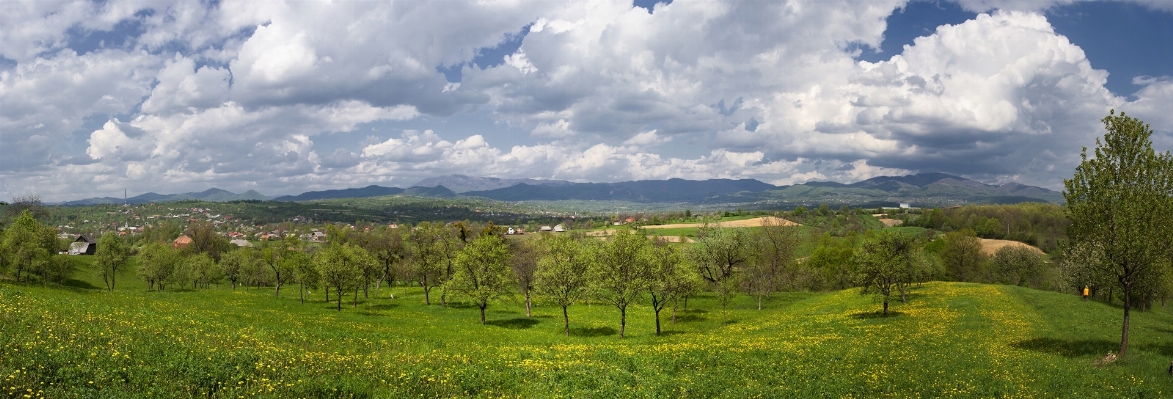 Landscape tree nature forest Photo